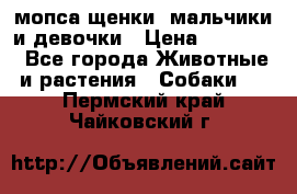 мопса щенки -мальчики и девочки › Цена ­ 25 000 - Все города Животные и растения » Собаки   . Пермский край,Чайковский г.